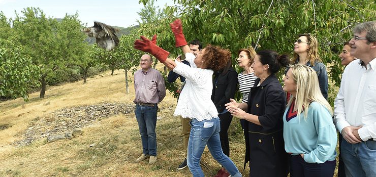 Solta dunha aguia na serra de Enciña da Lastra